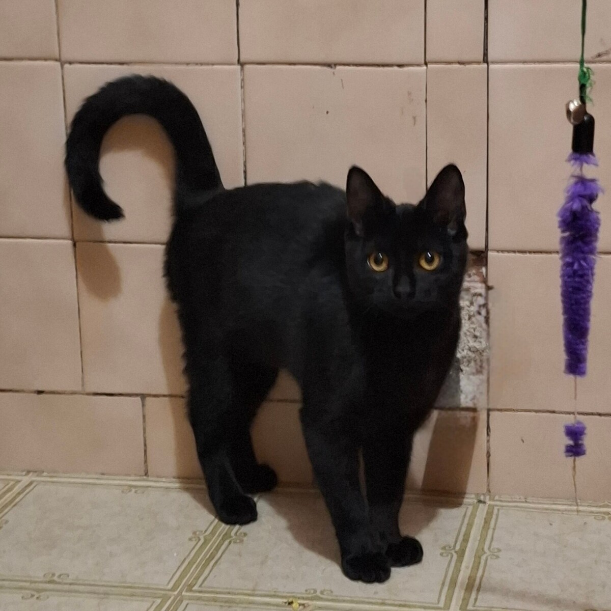 Adoption Beetlejuice