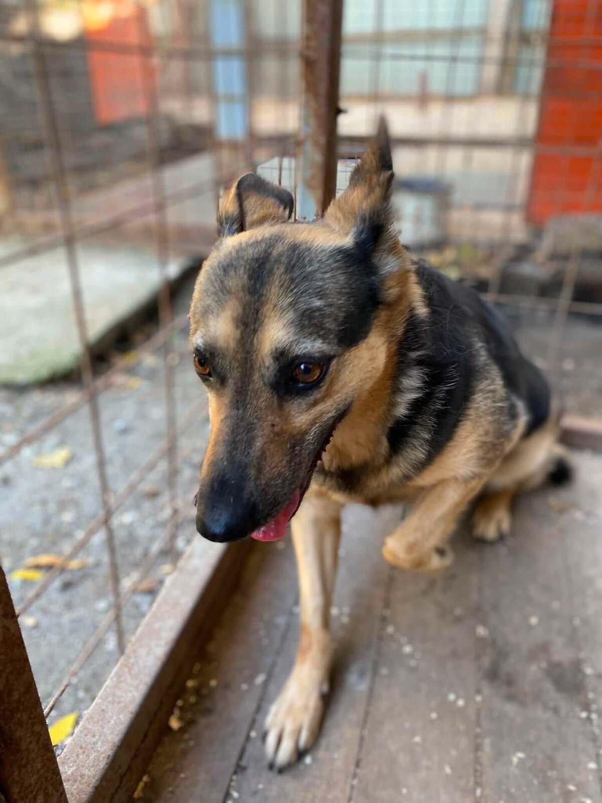 Adoption Masha