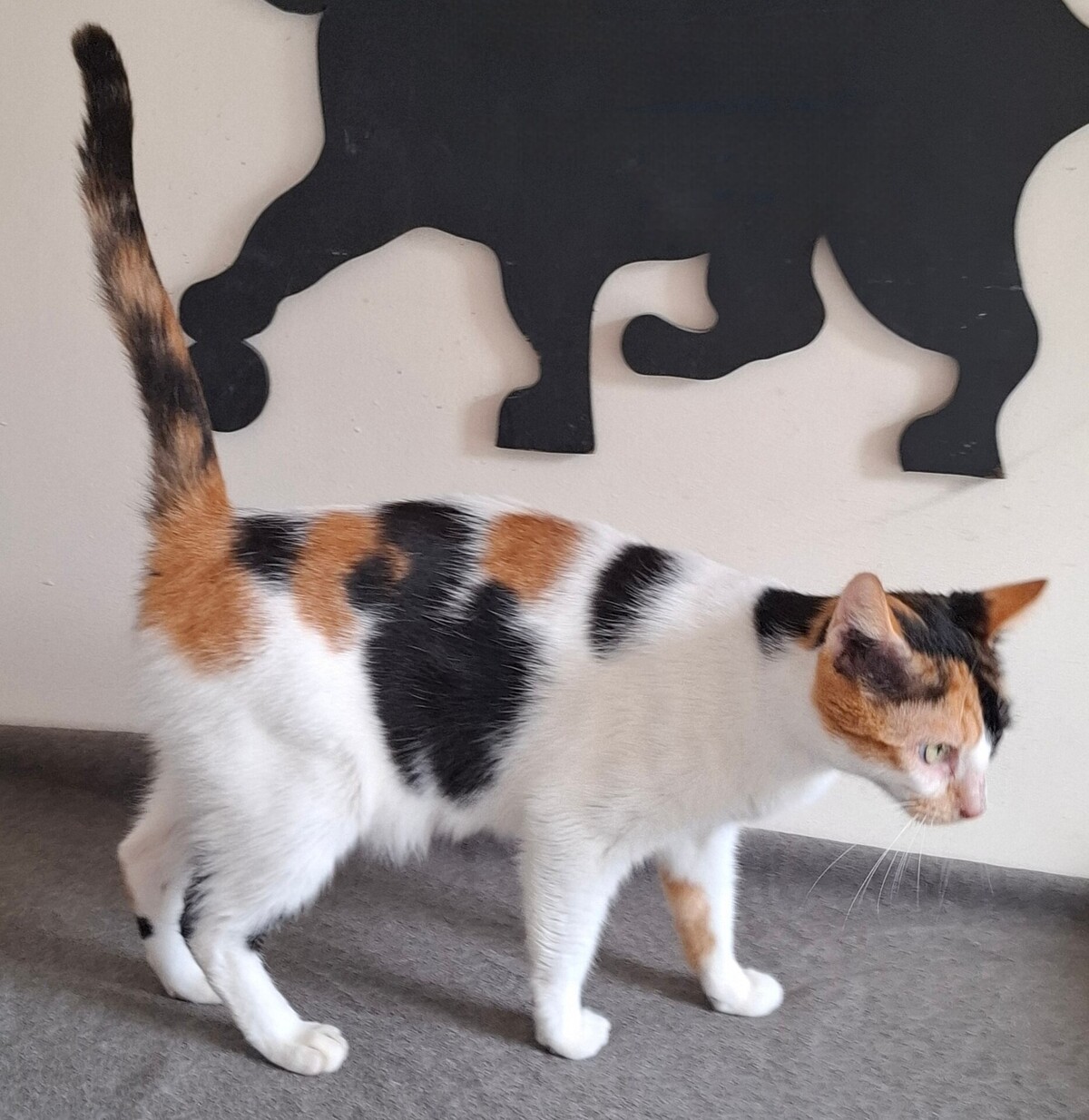 Adoption BELINDA