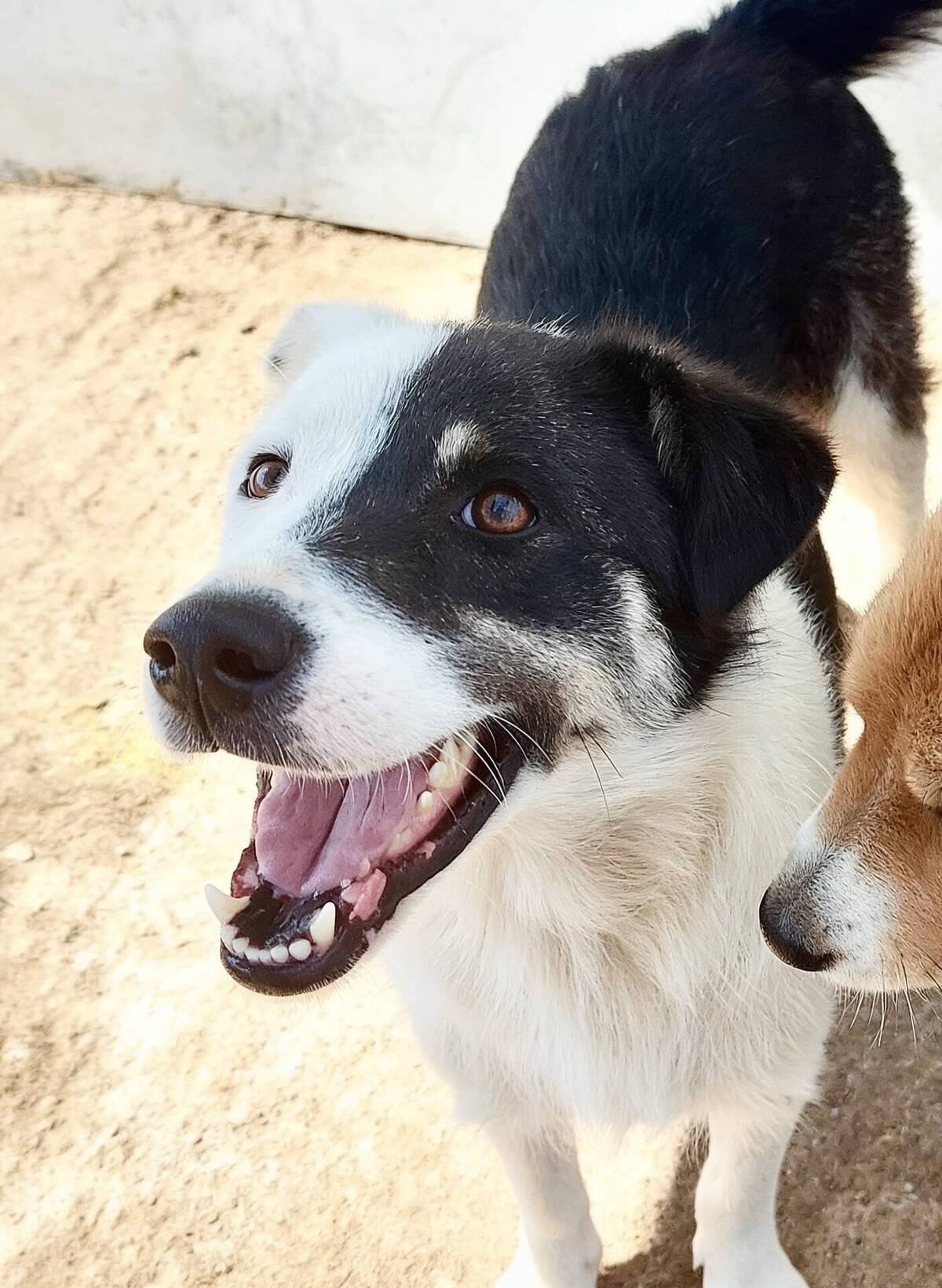 Adoption Flossie