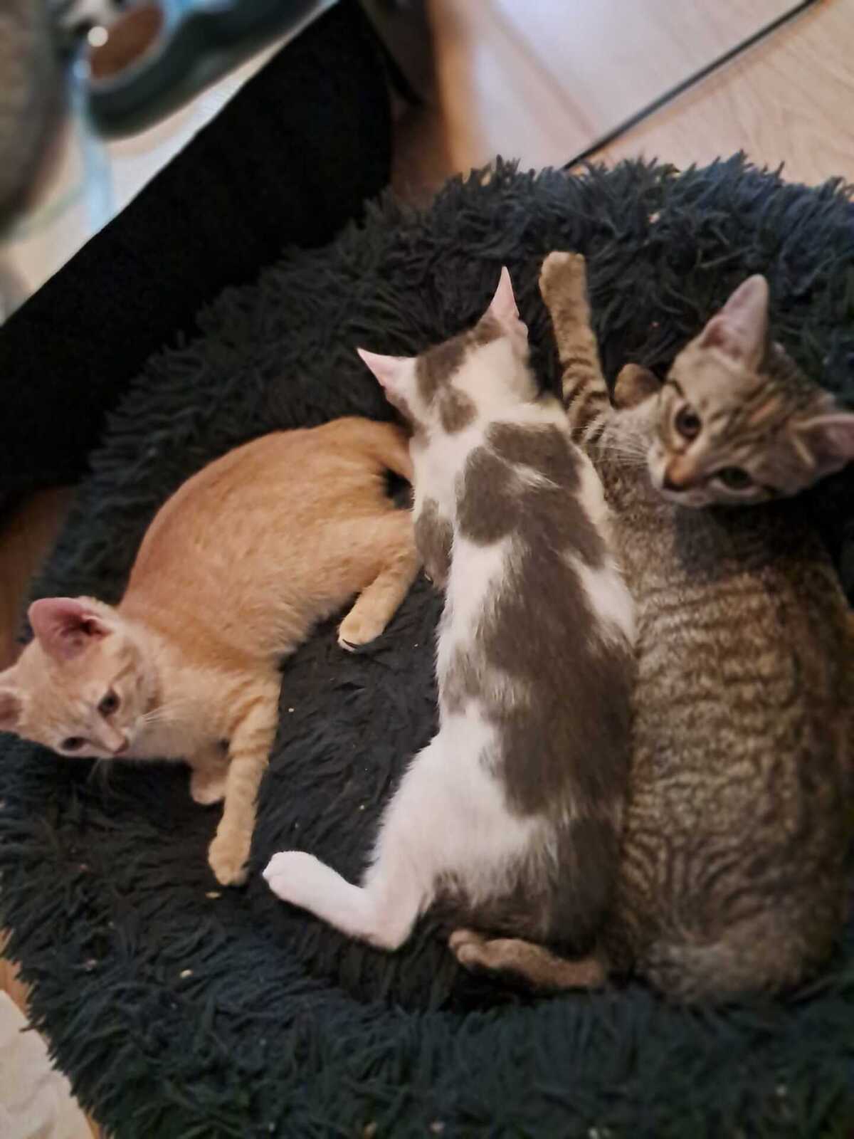 Adoption Bounty