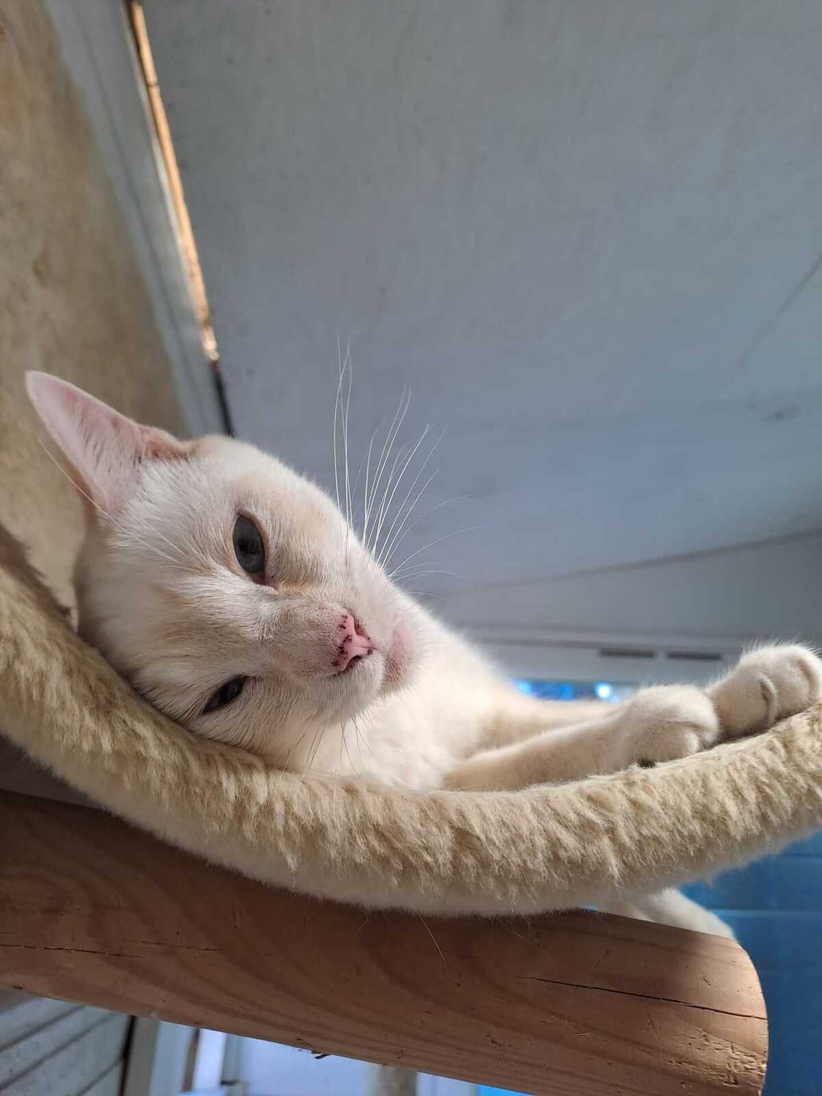 Adoption GALAXIE