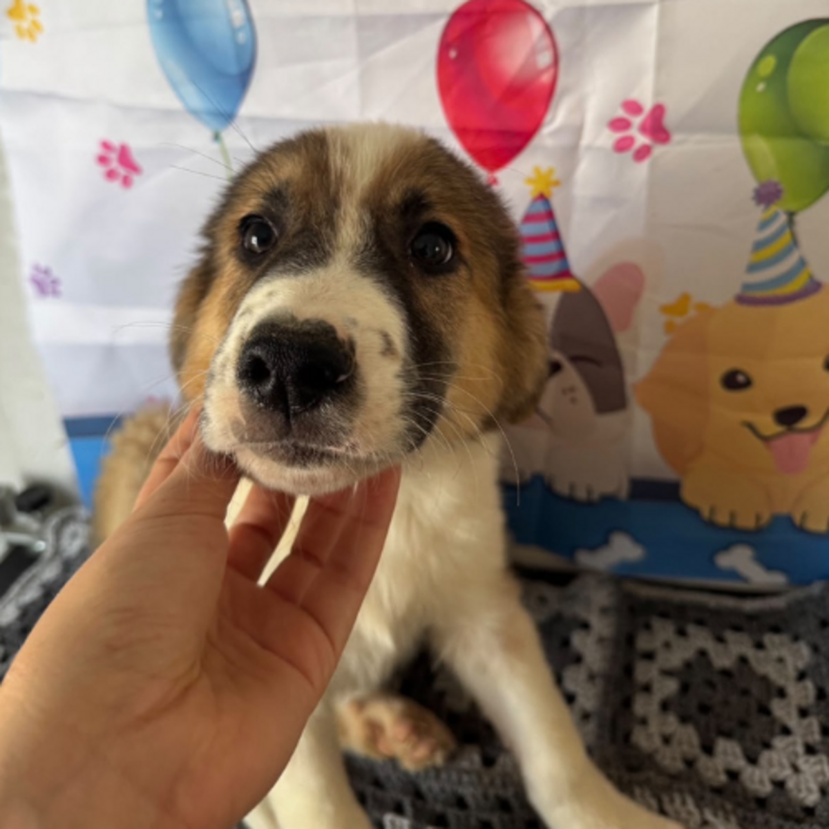 Adoption Boomer