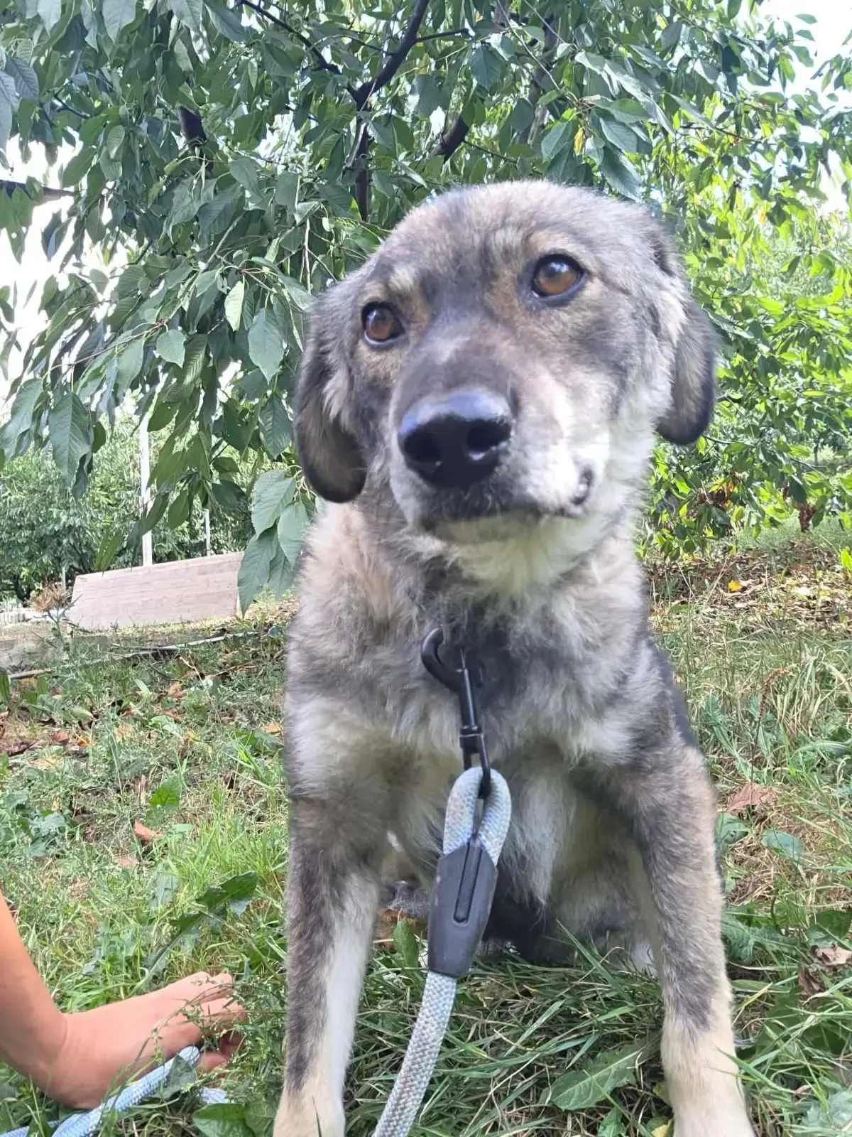 Adoption Cinder