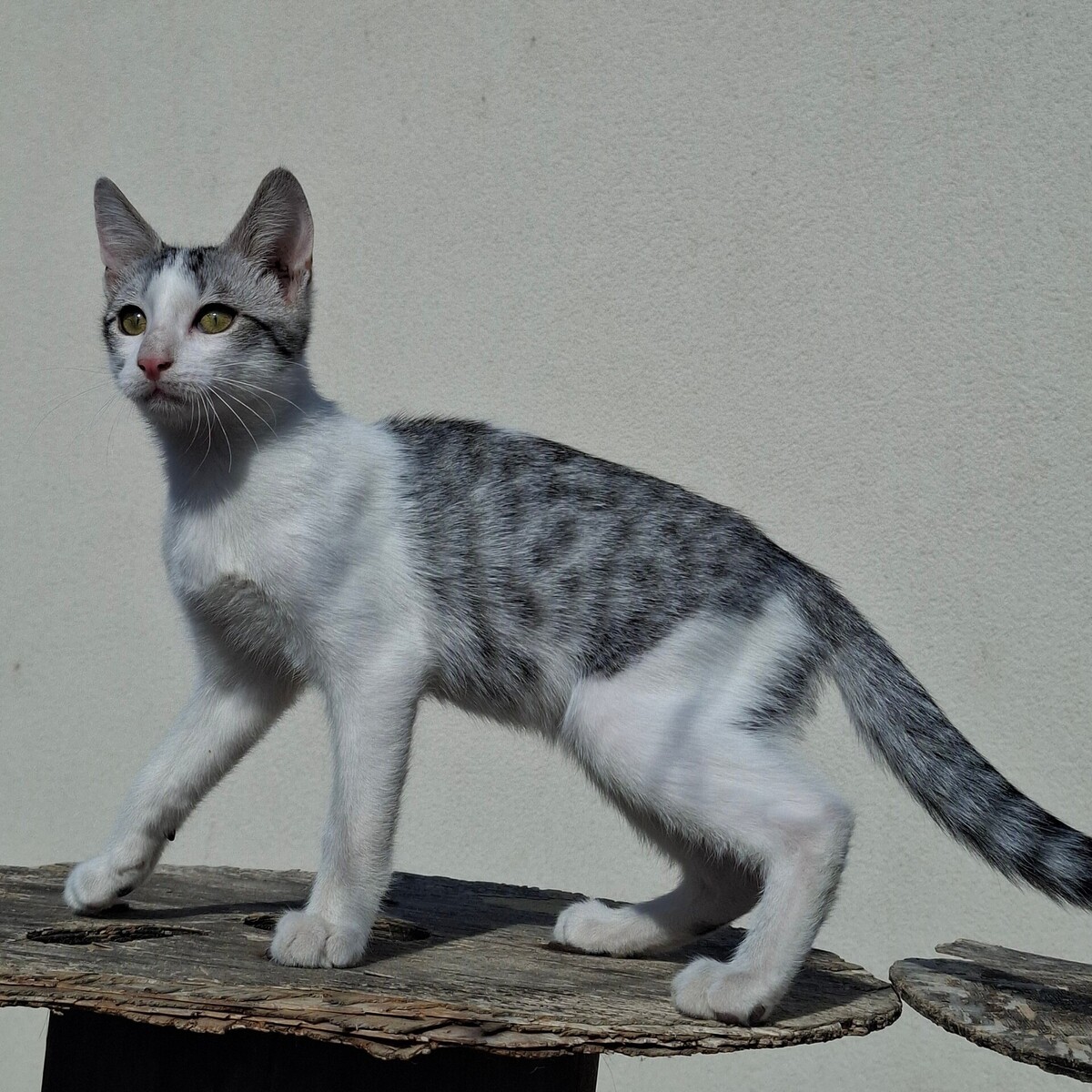 Adoption Barbichat