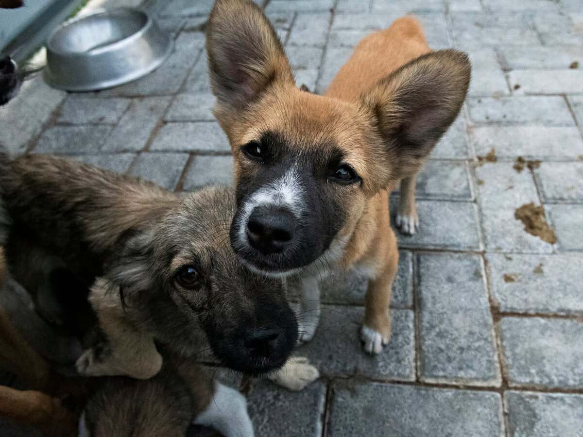 Adoption Calista