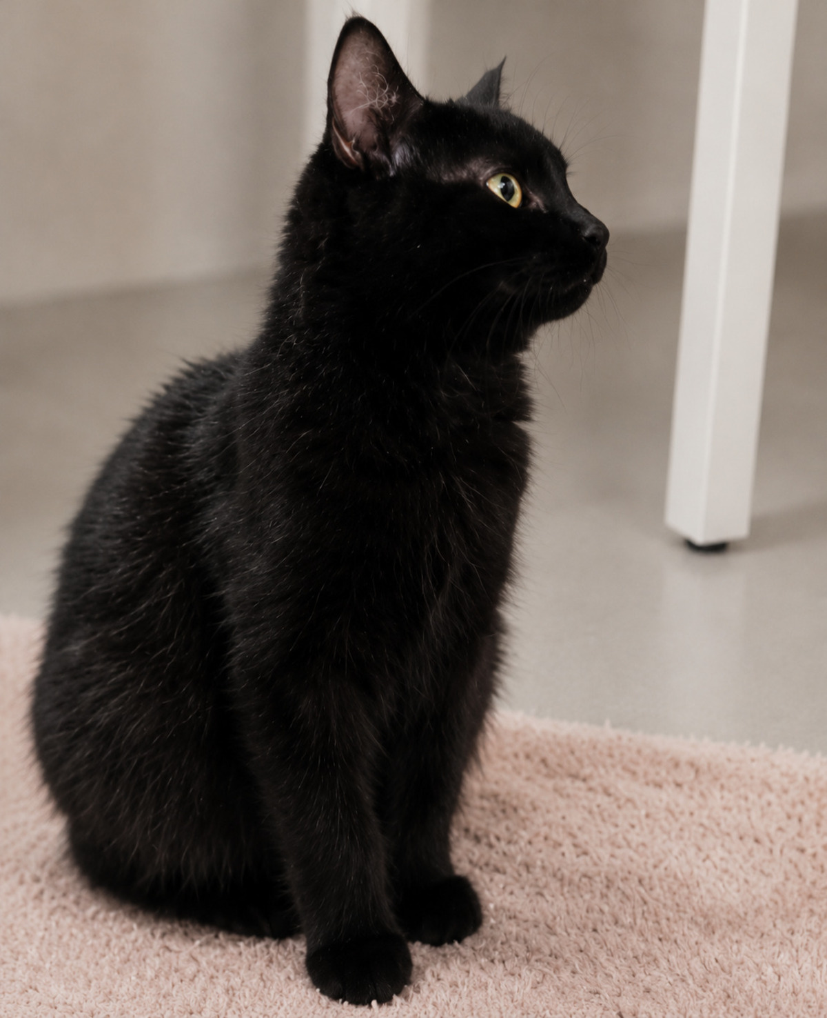 Adoption Mako