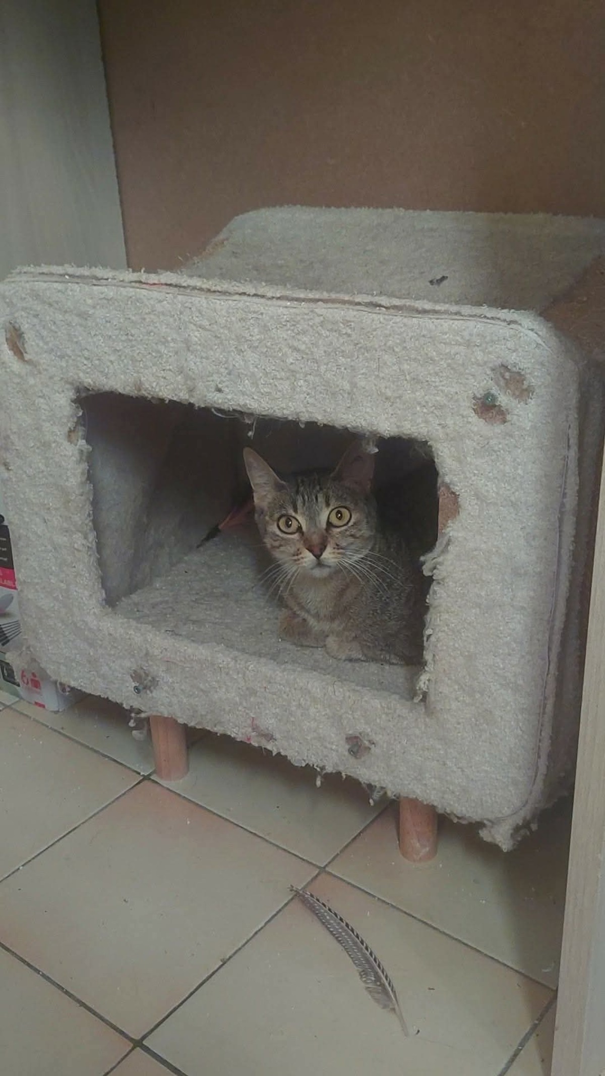 Adoption Sienna