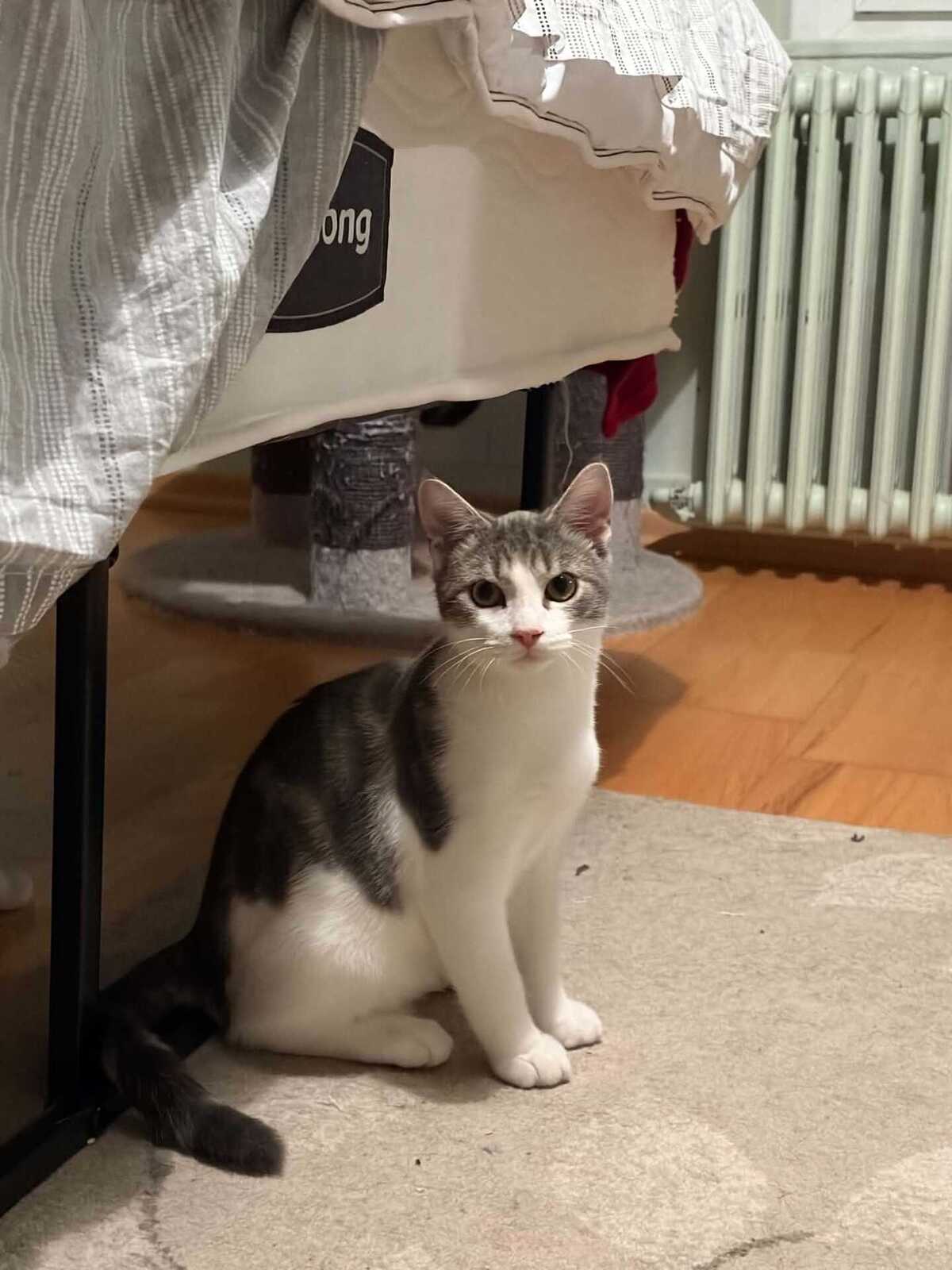 Adoption Vaï