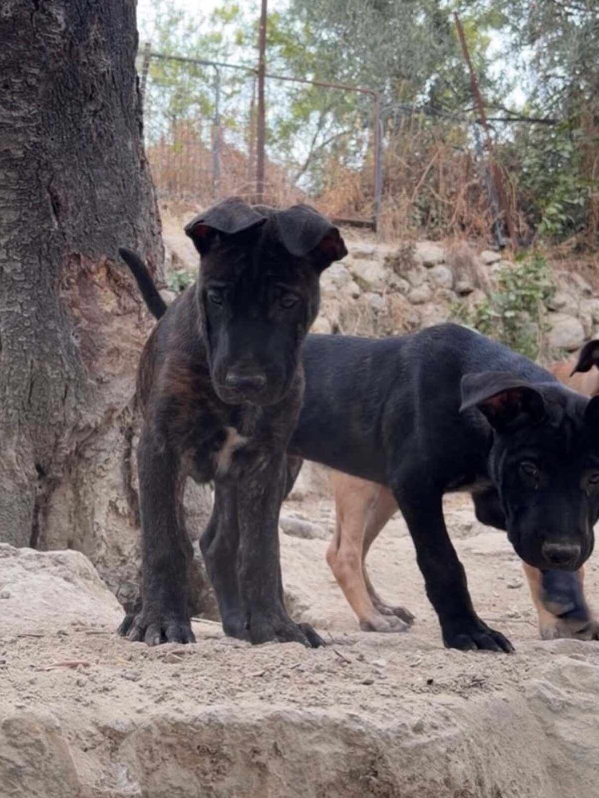 Adoption Bobby