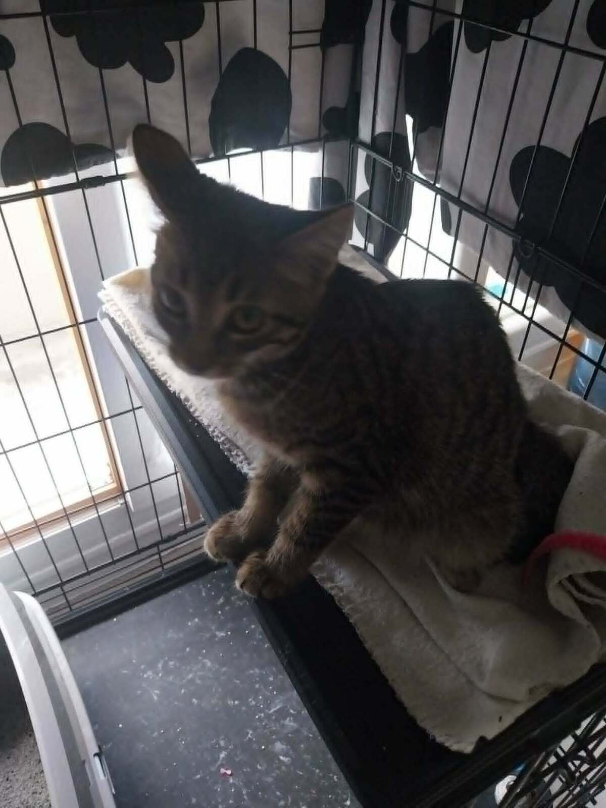 Adoption Biscuit