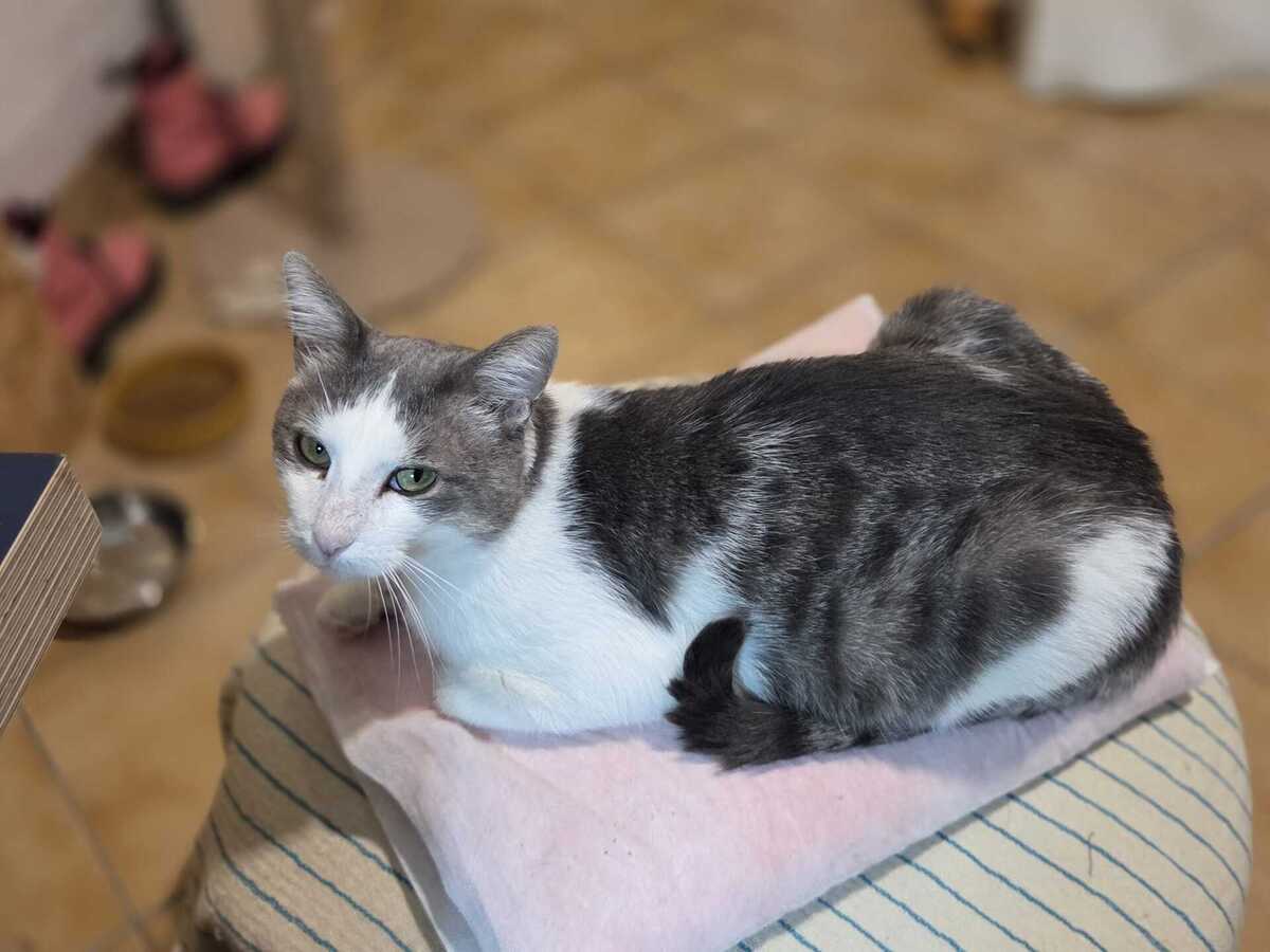 Adoption Kinder