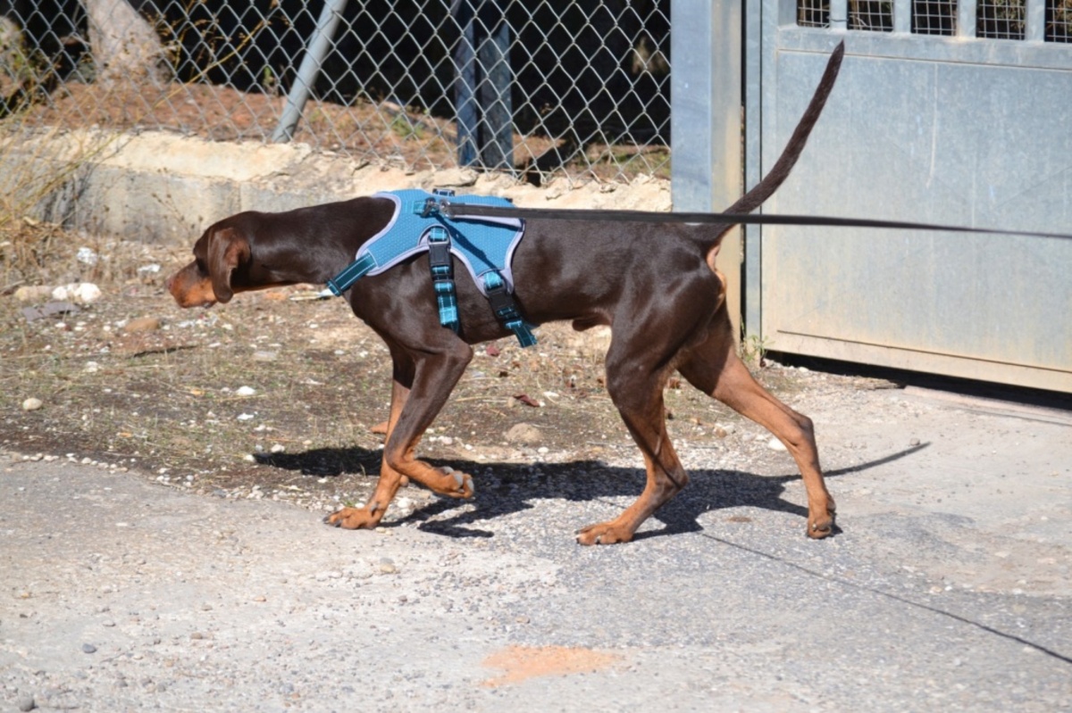 Adoption Gaston