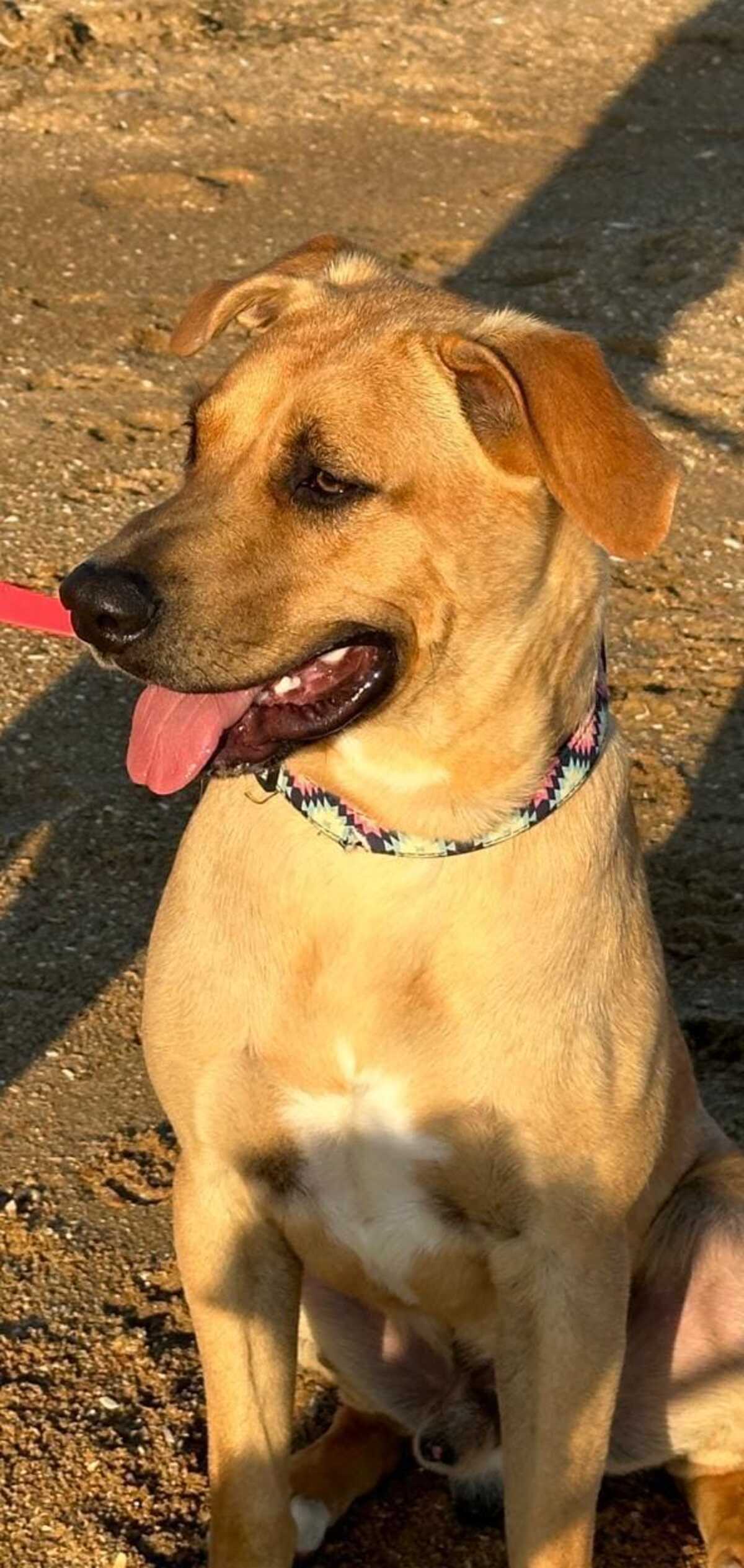 Adoption Simba