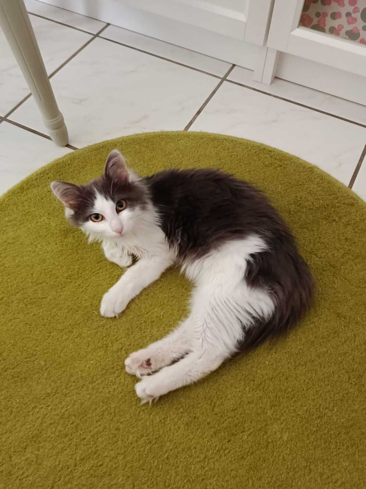 Adoption Hestia