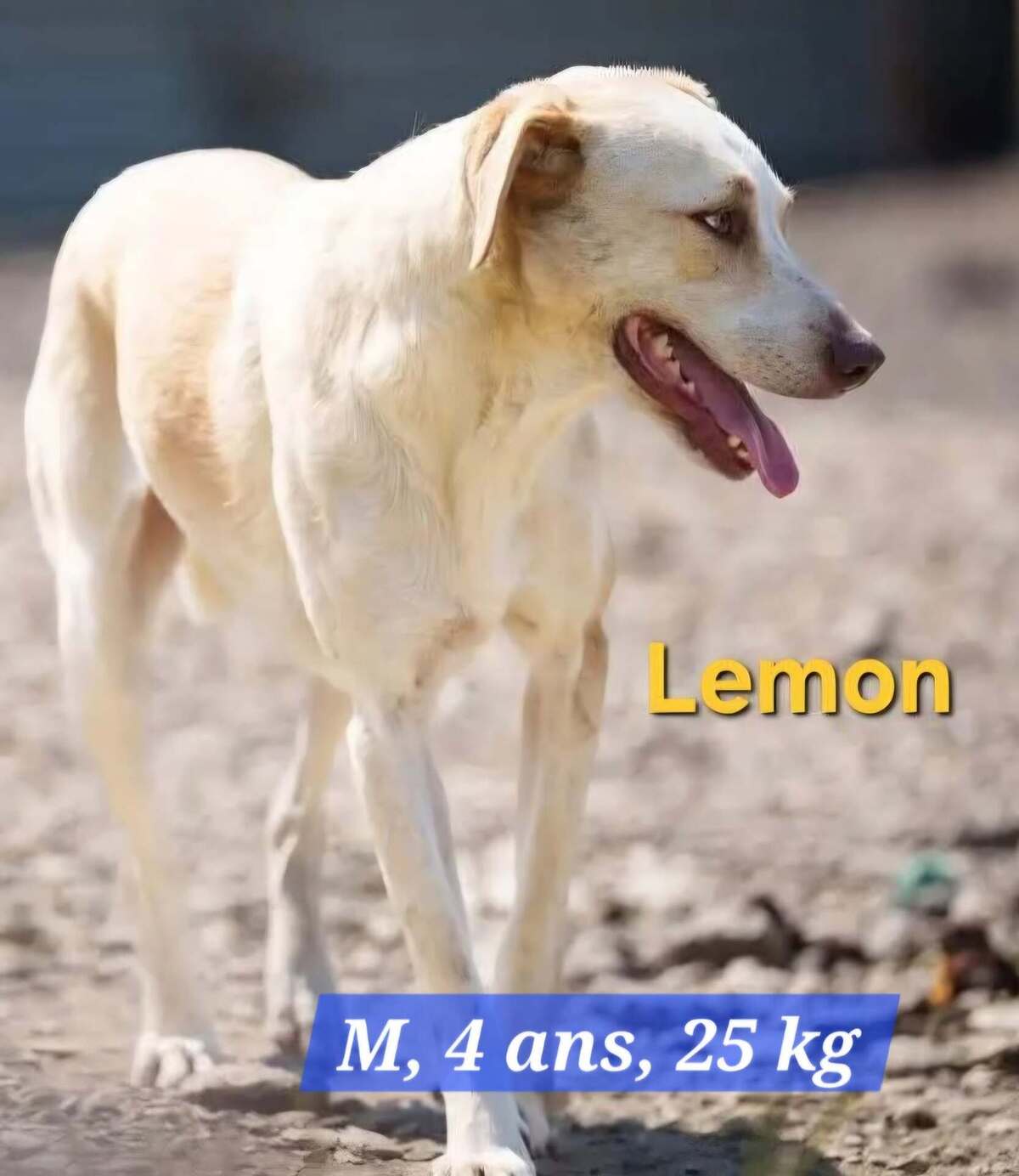 Adoption LEMON