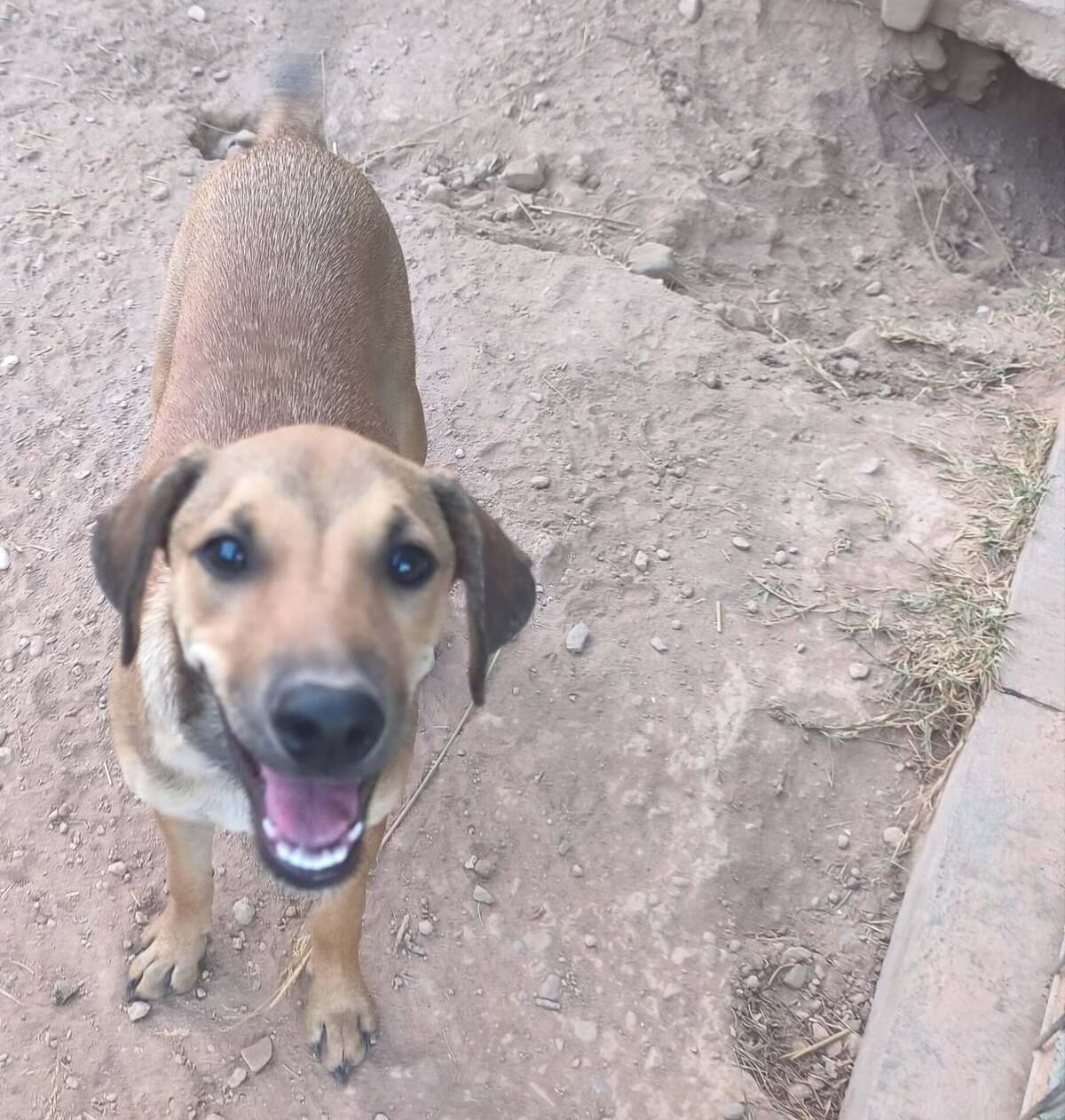 Adoption Vainilla