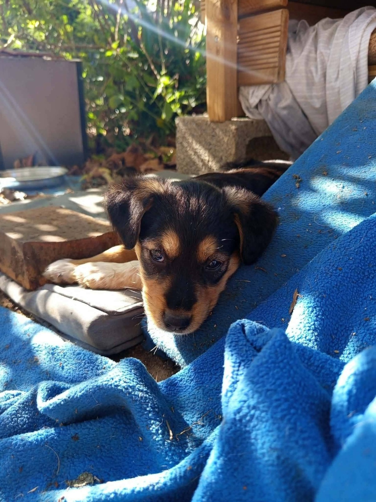 Adoption Mafa