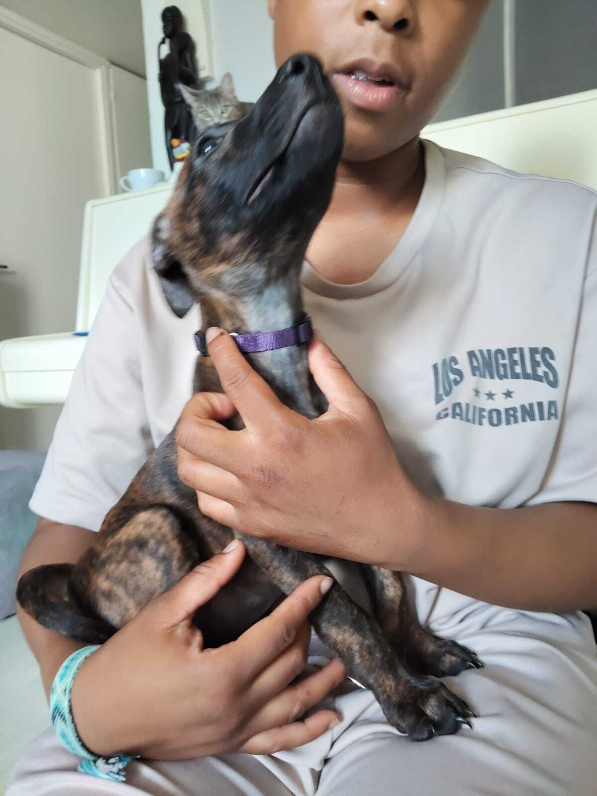 Adoption Stormy 