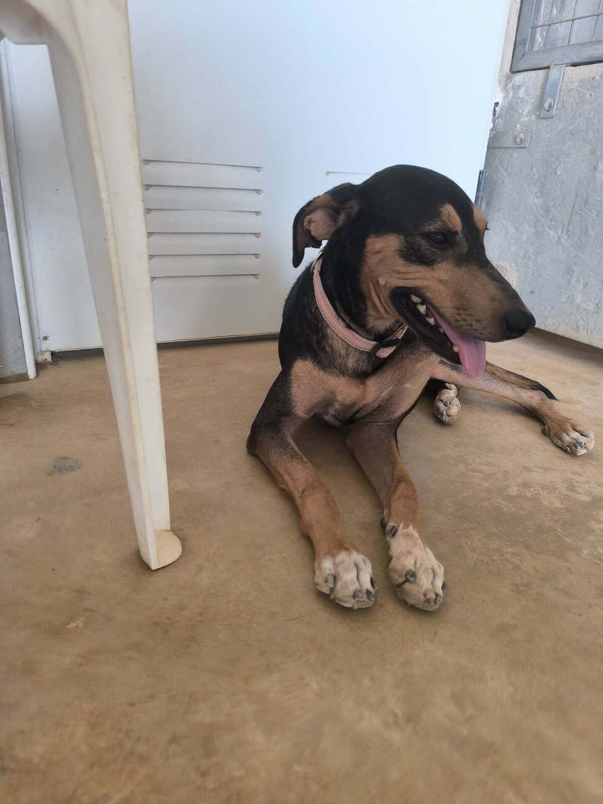Adoption Maxou