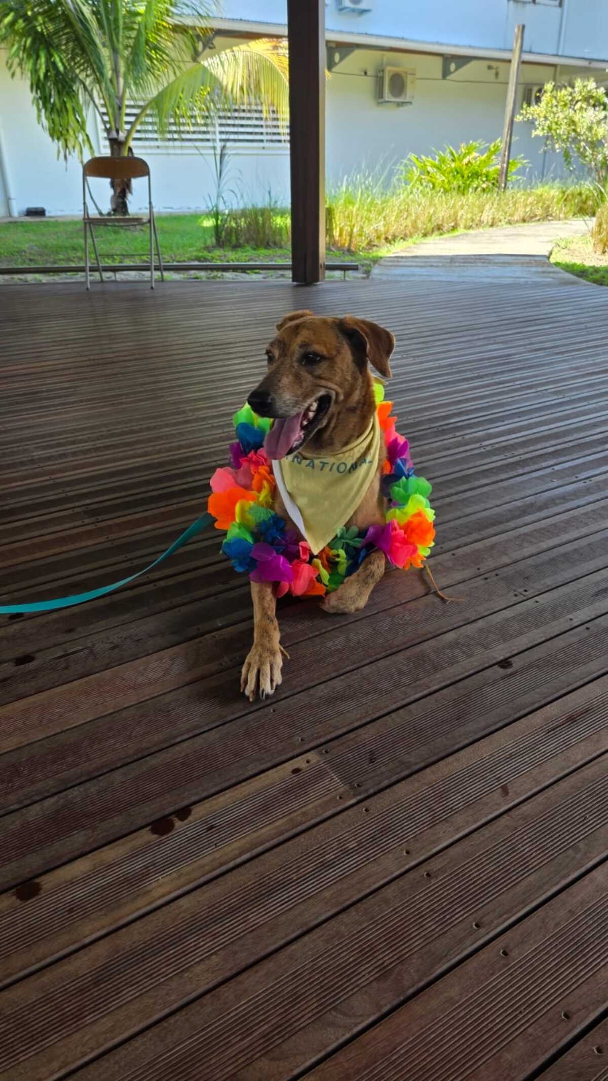 Adoption browny