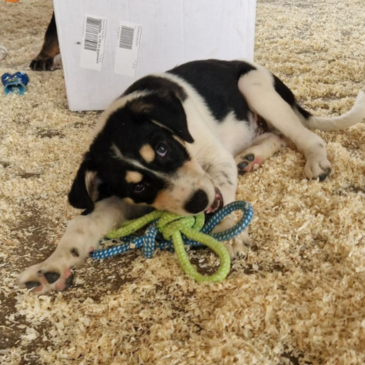 Adoption BOSS