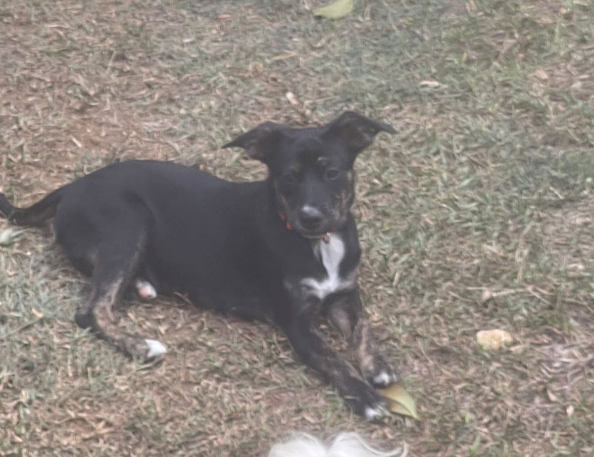 Adoption Tylia