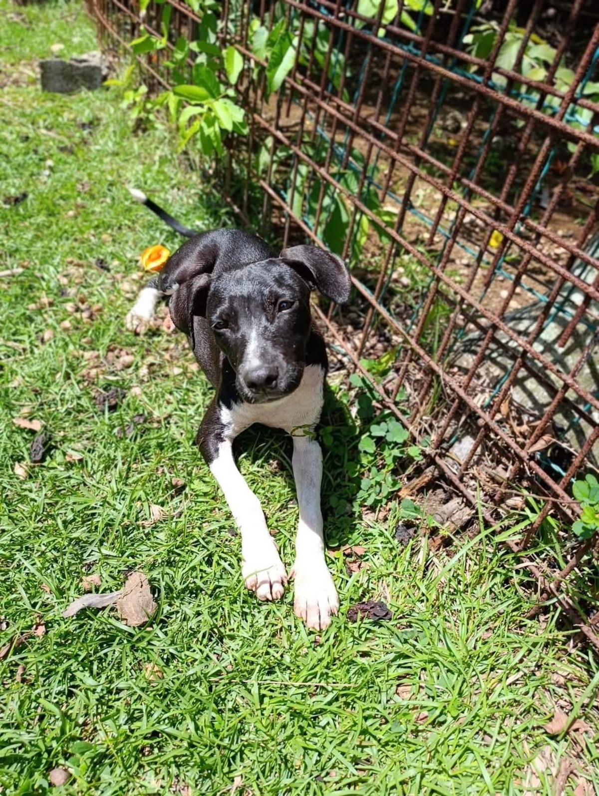 Adoption Bora