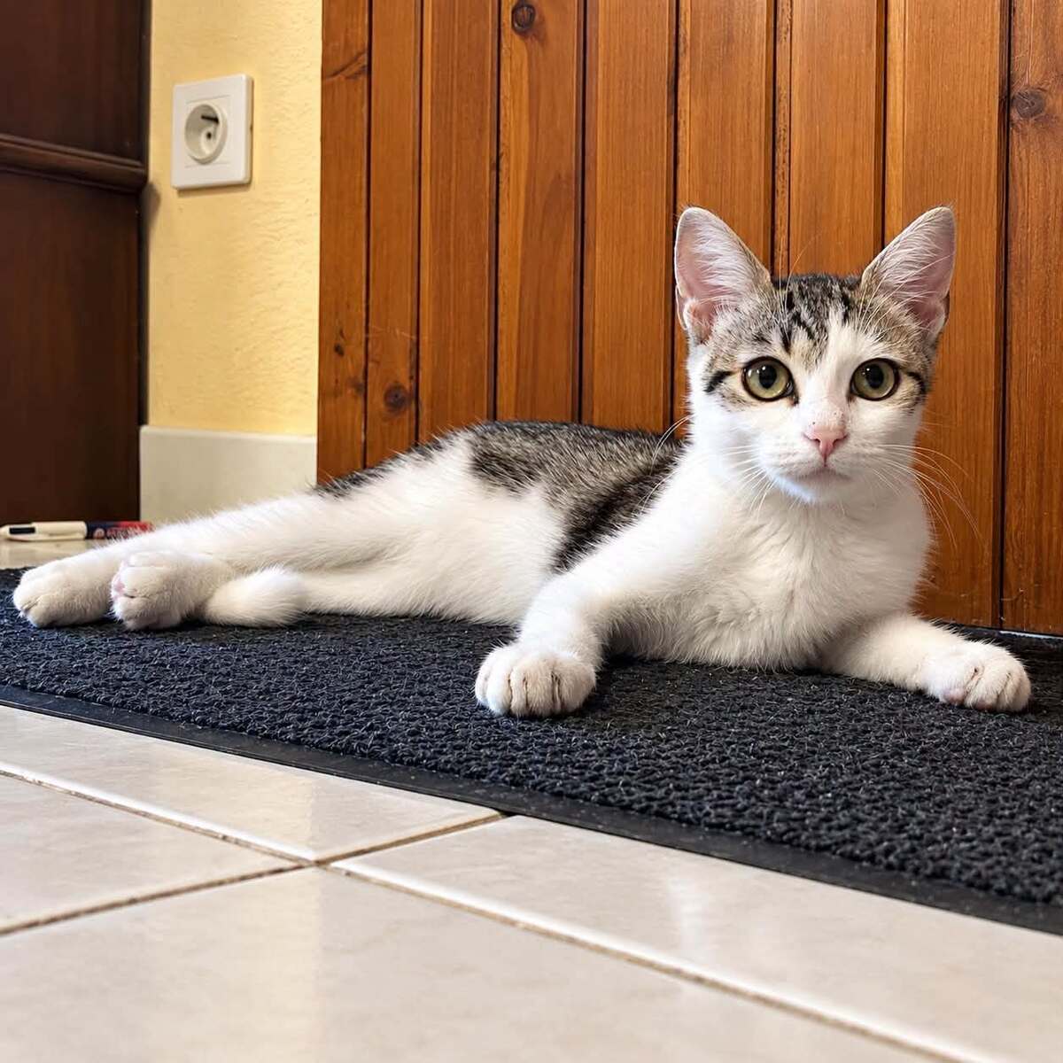Adoption Nyx 