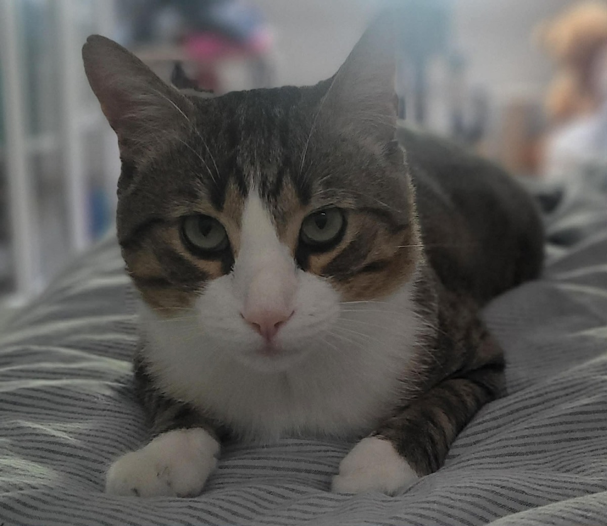Adoption Tommy