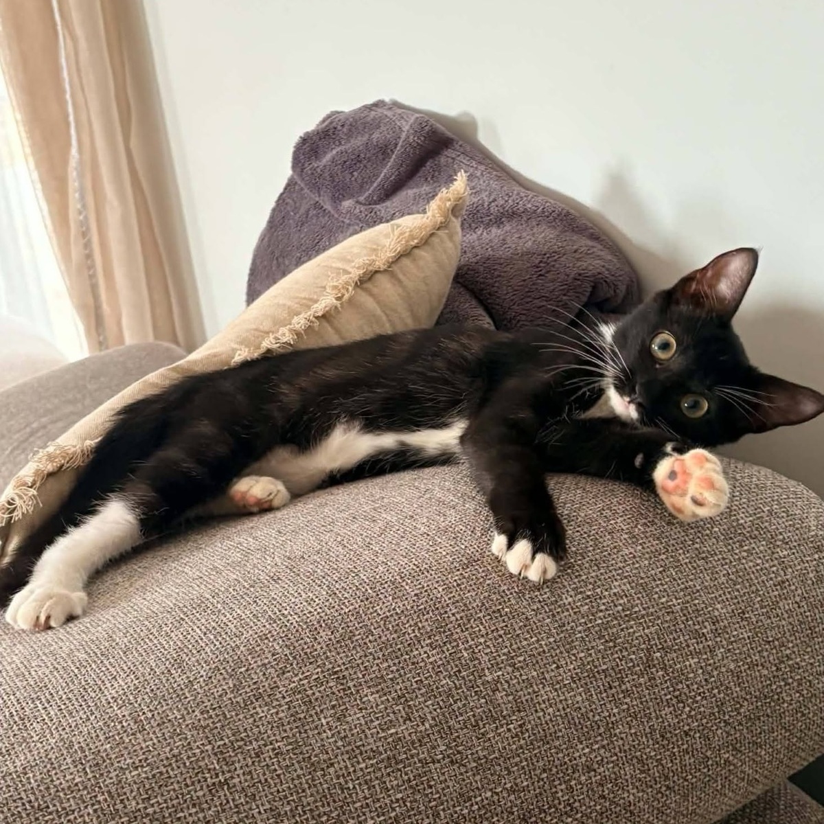 Adoption NINA