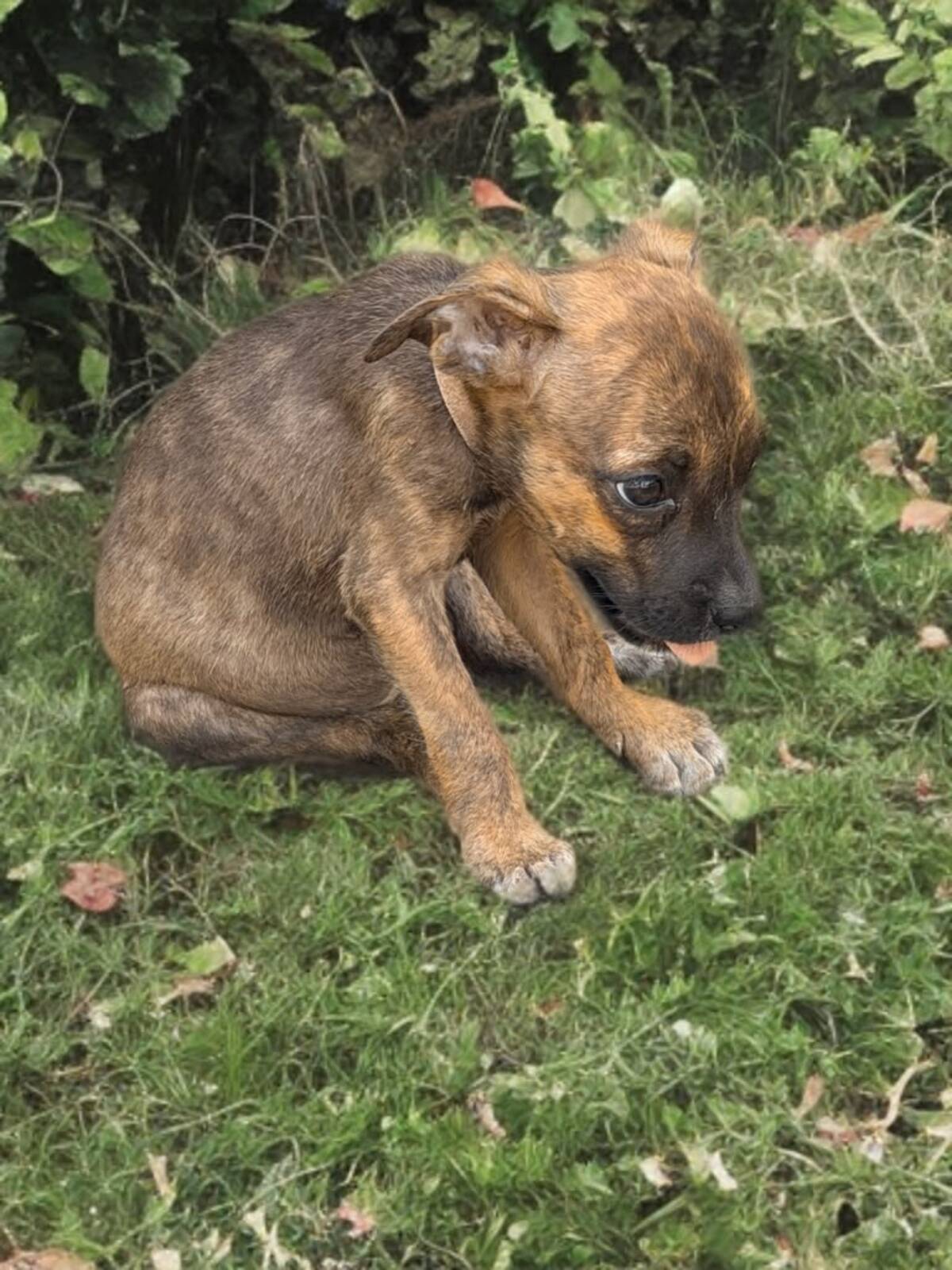 Adoption Texas