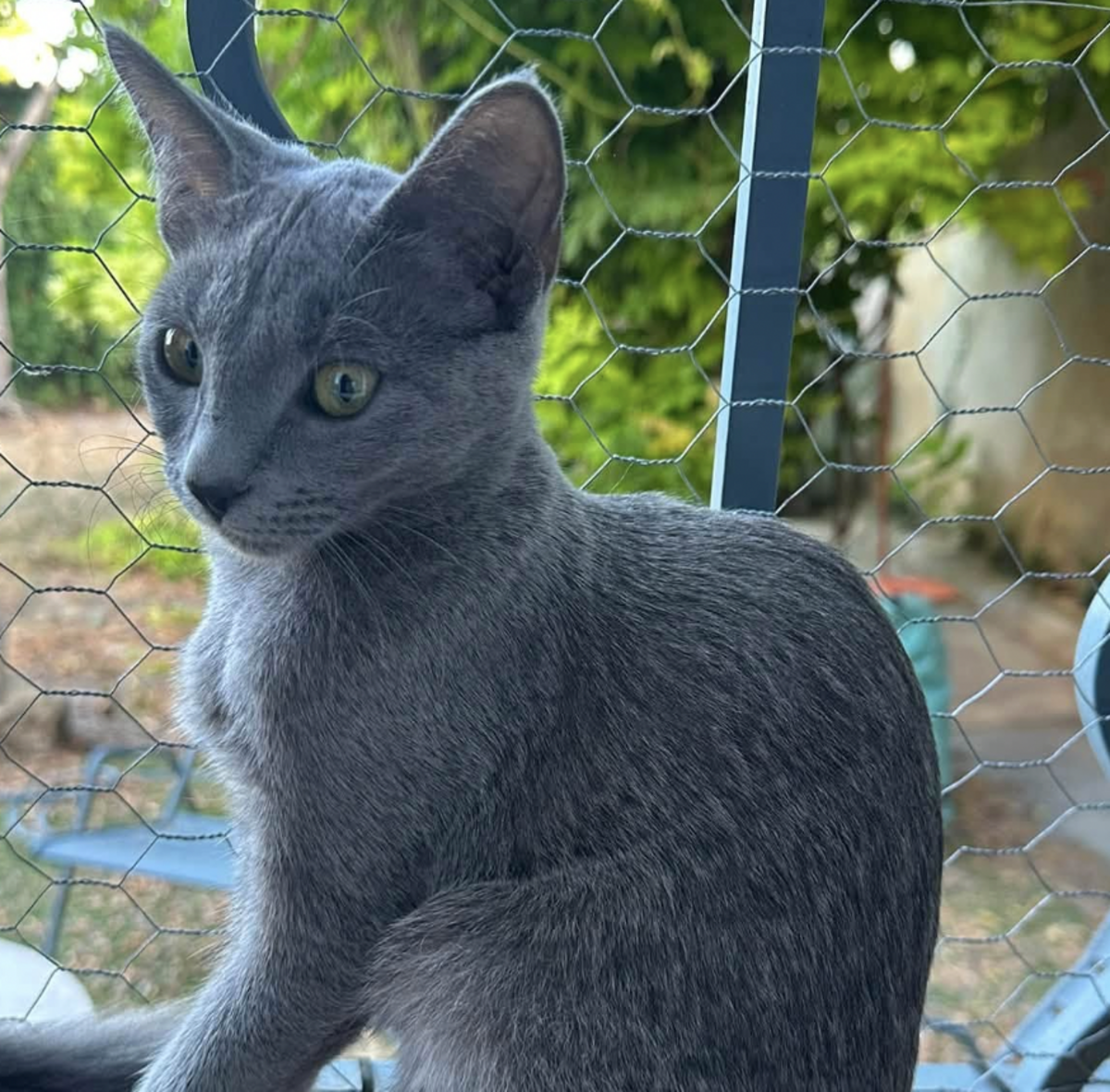 Adoption BASTET