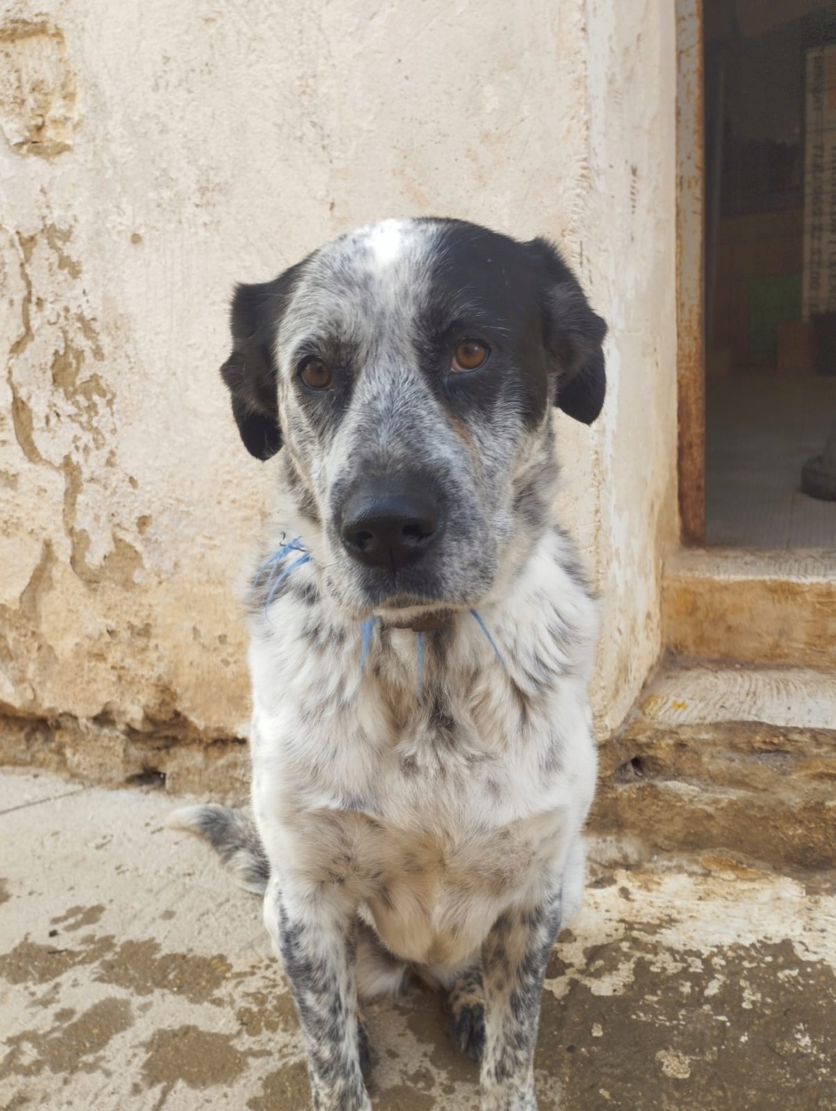 Adoption Yala