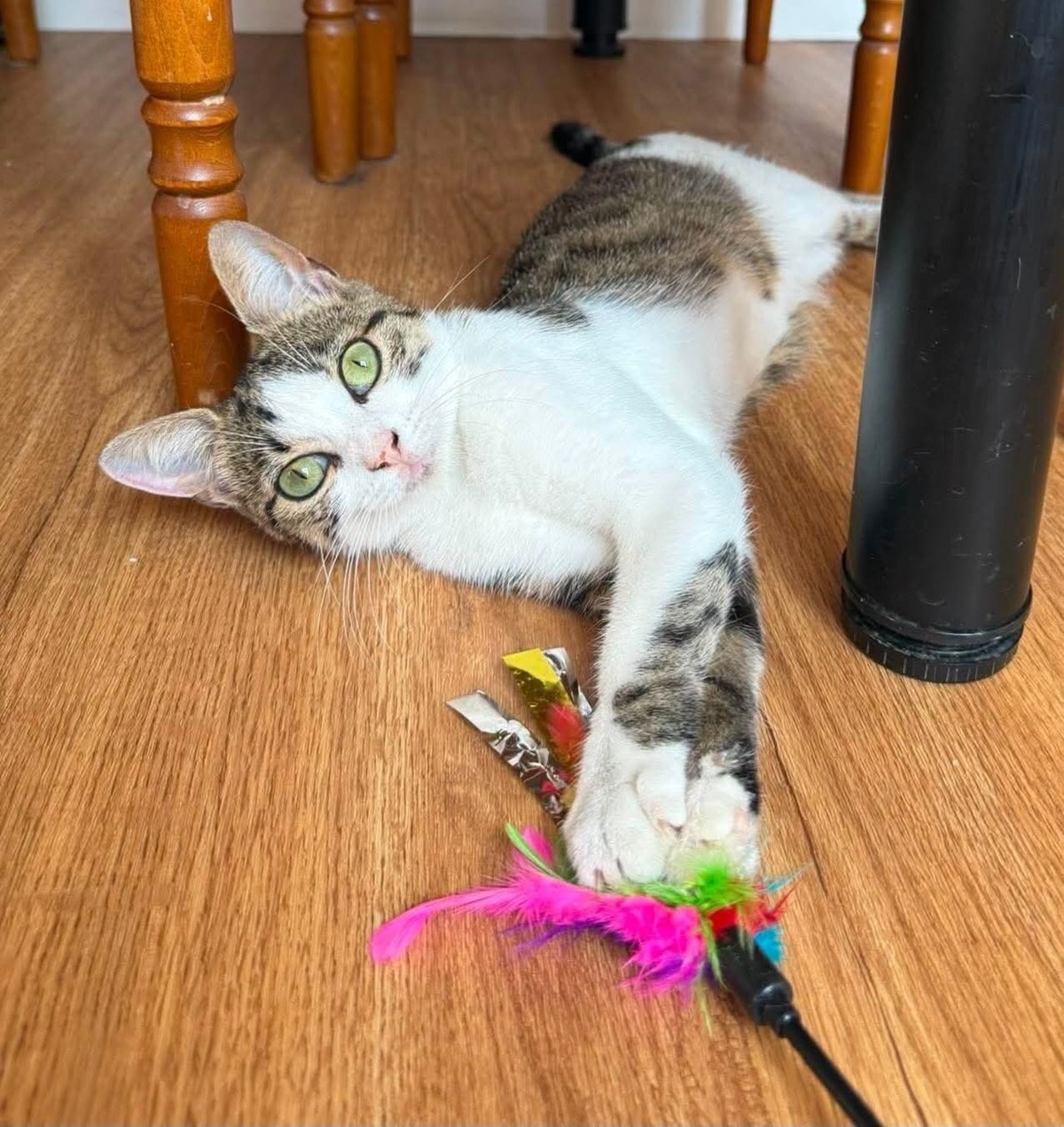 Adoption LEONARA