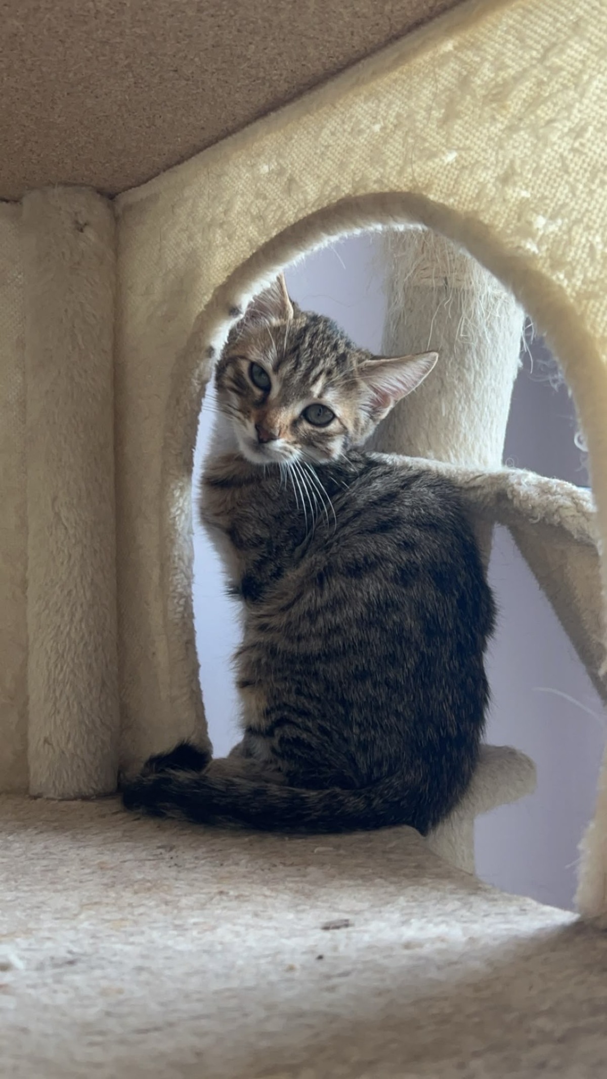 Adoption Nea et Zira
