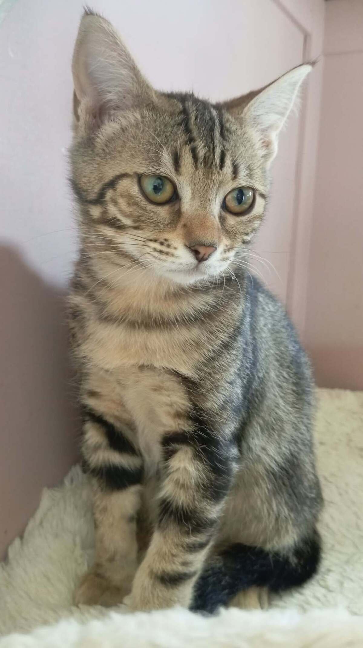 Adoption MATCHA