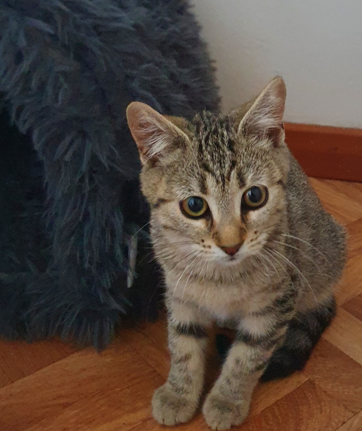 Adoption Brume