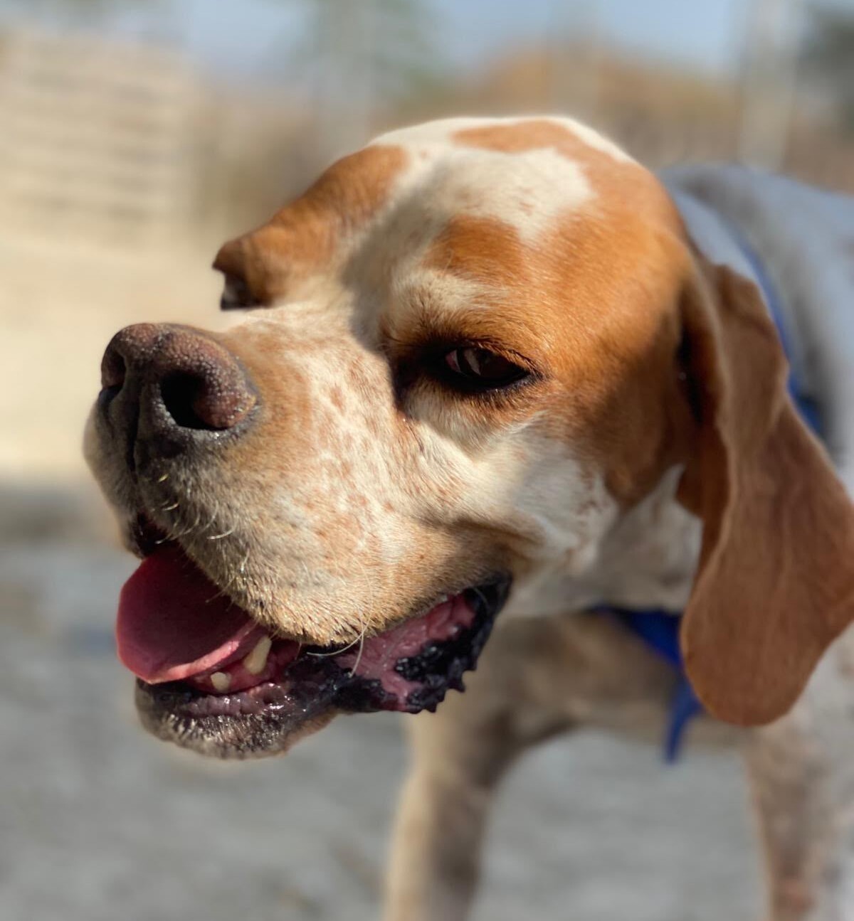Adoption Scampy