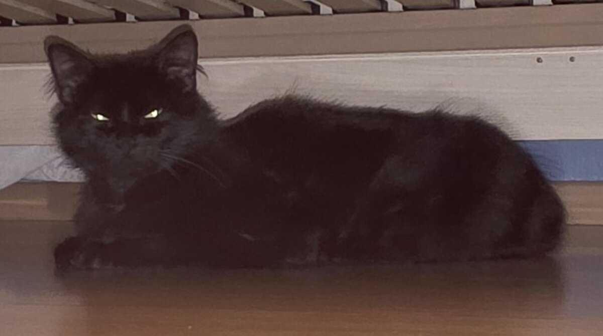 Adoption Duchesse