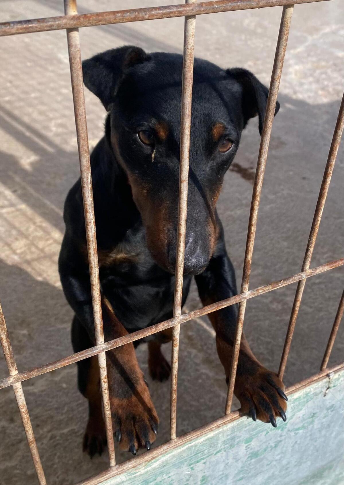 Adoption Gaspar