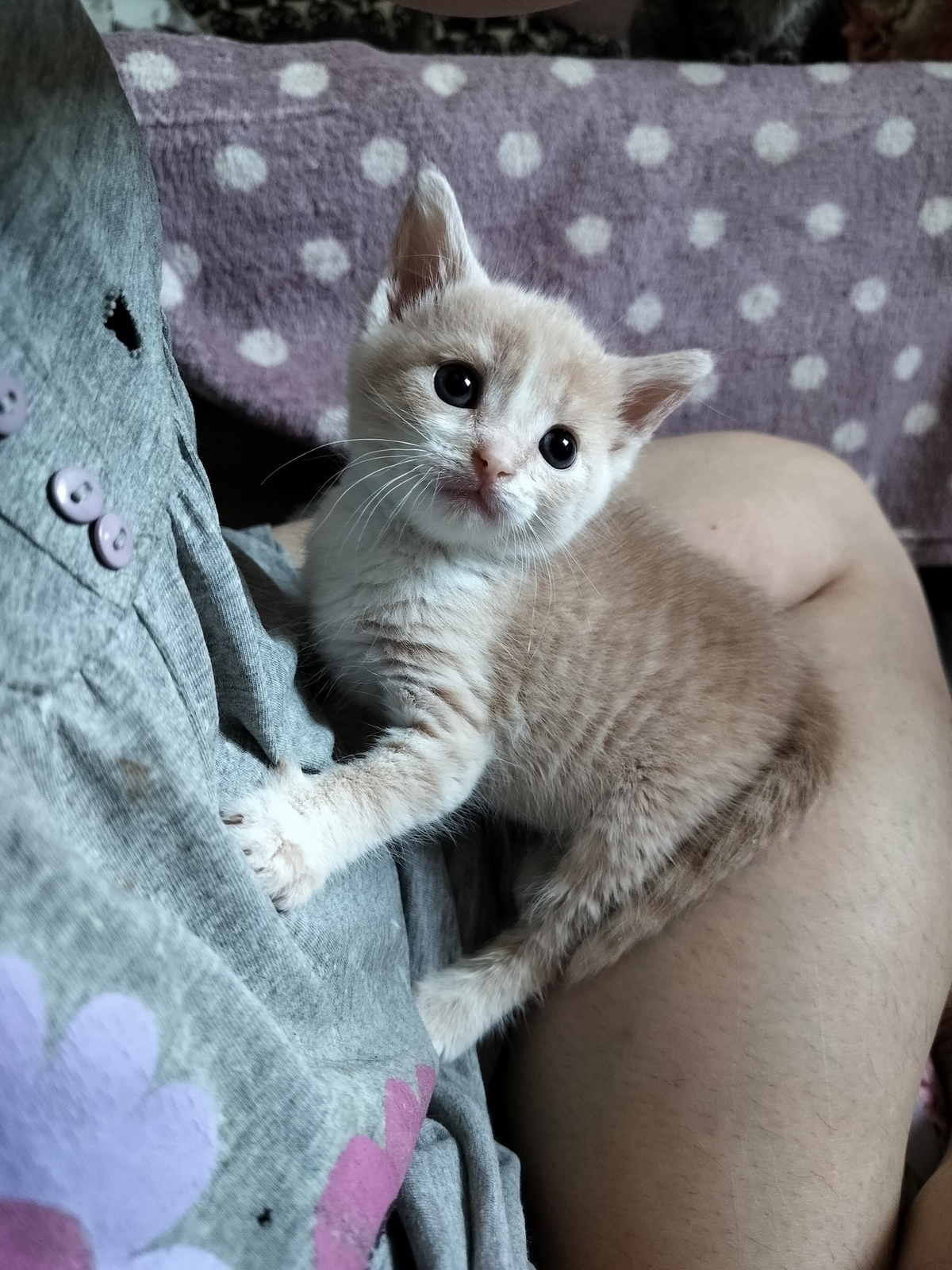 Adoption FLASH