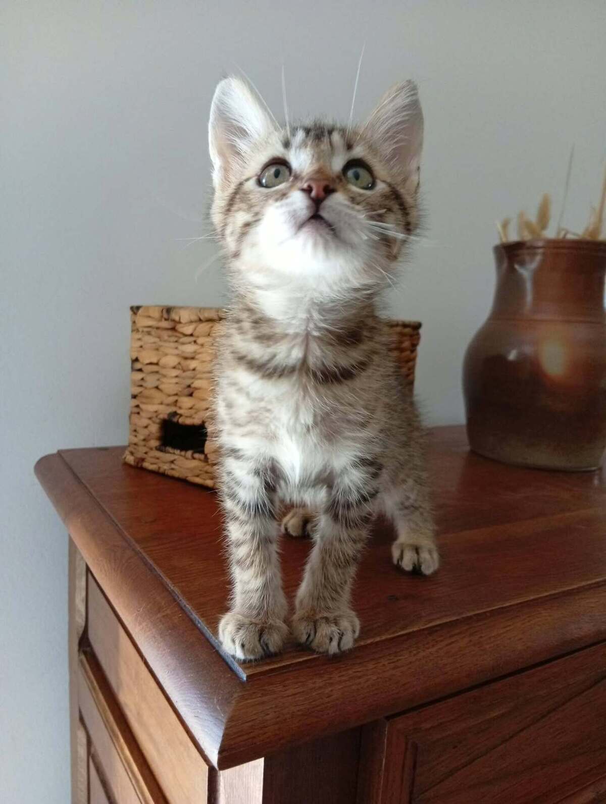 Adoption Kodai