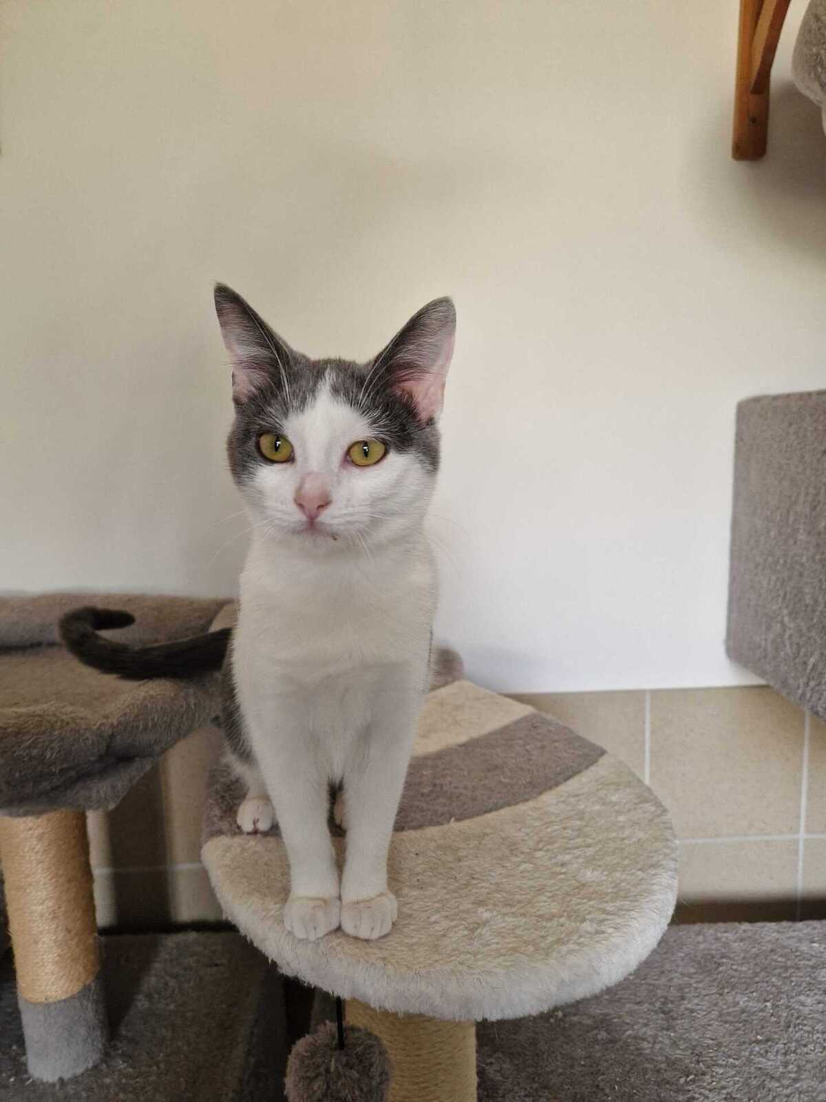 Adoption Buffy