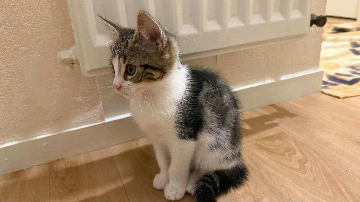 Adoption Romia