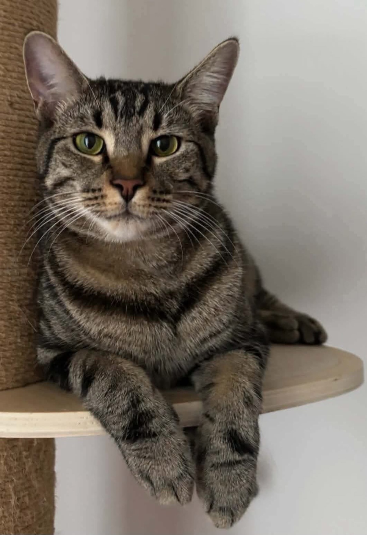 Adoption Qita
