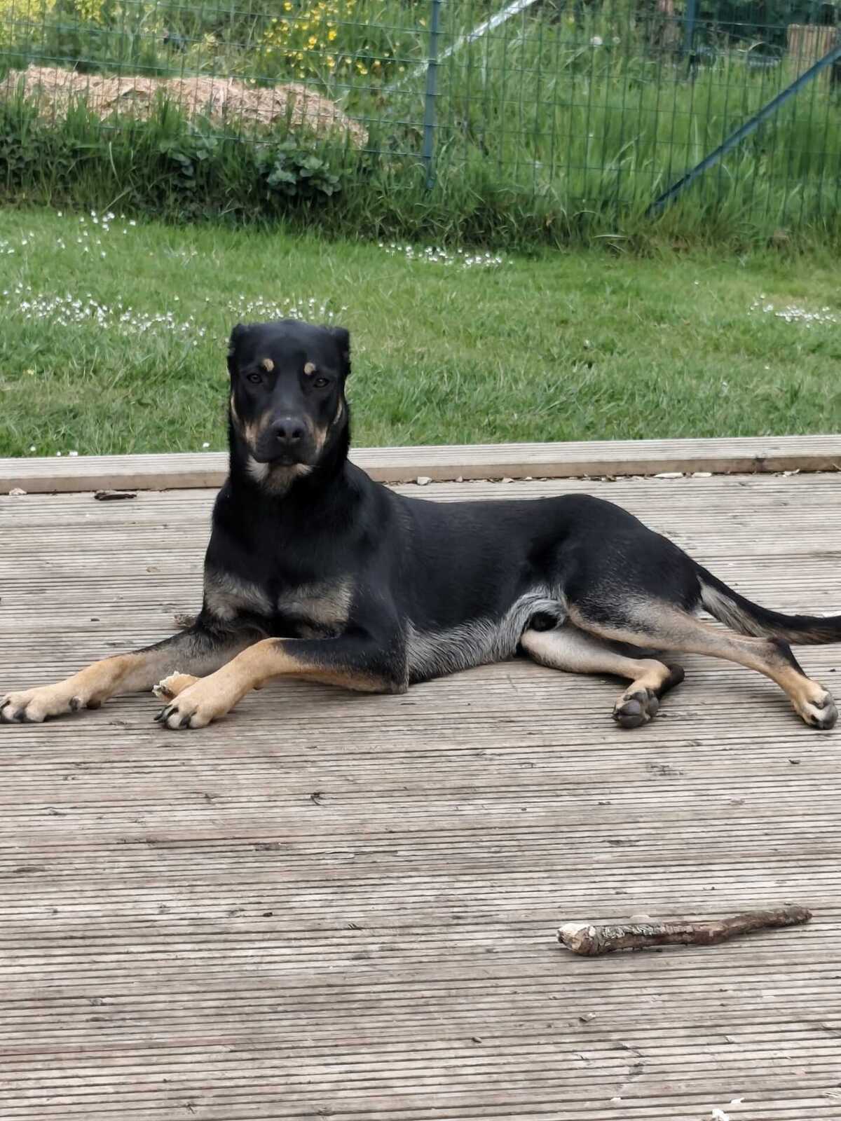 Adoption Pako