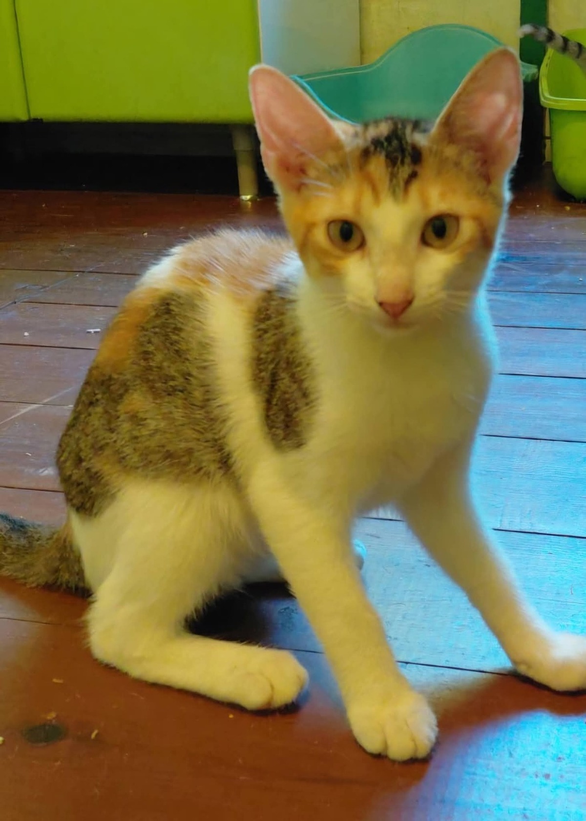 Adoption Rosa