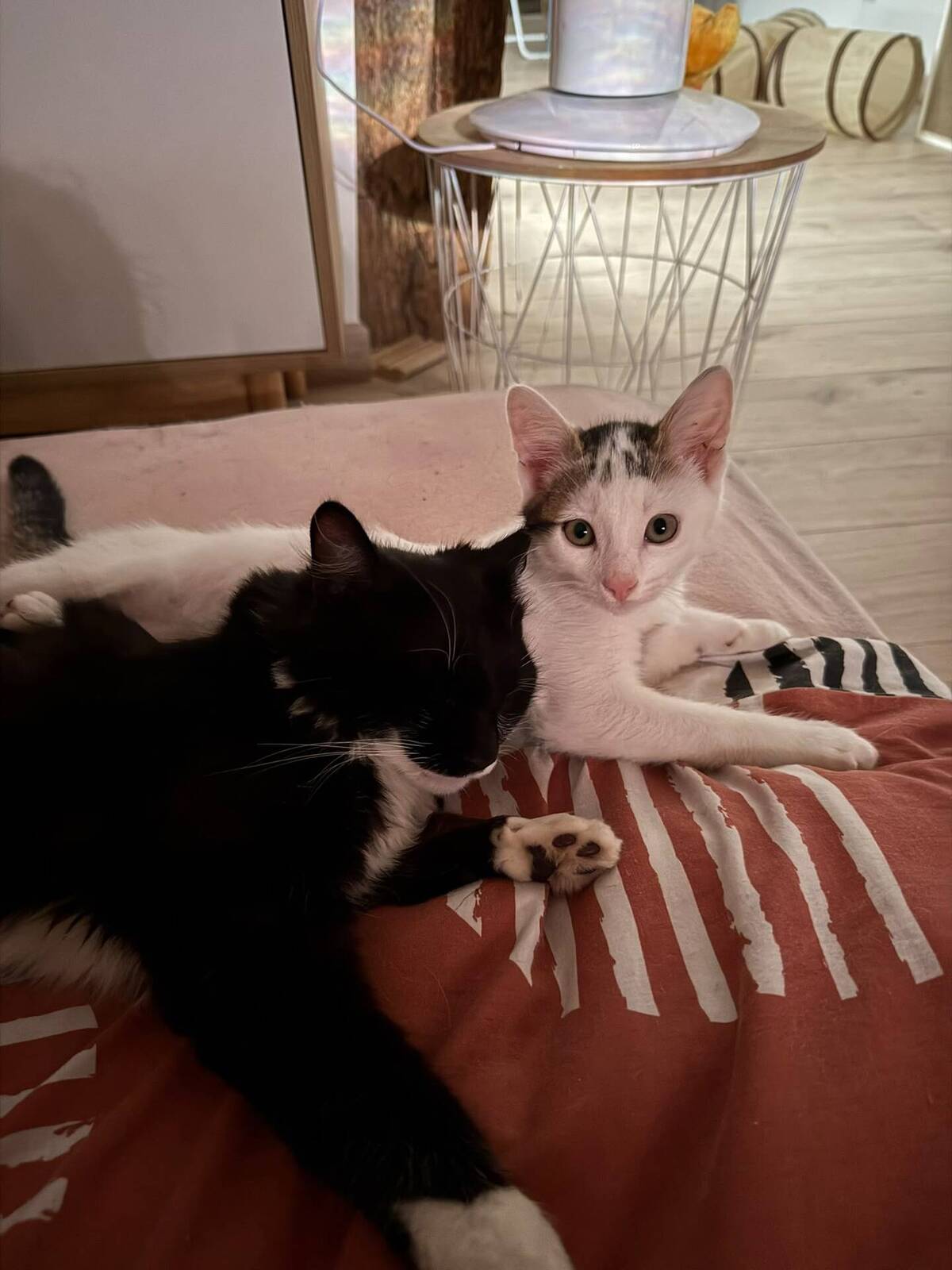Adoption Loki