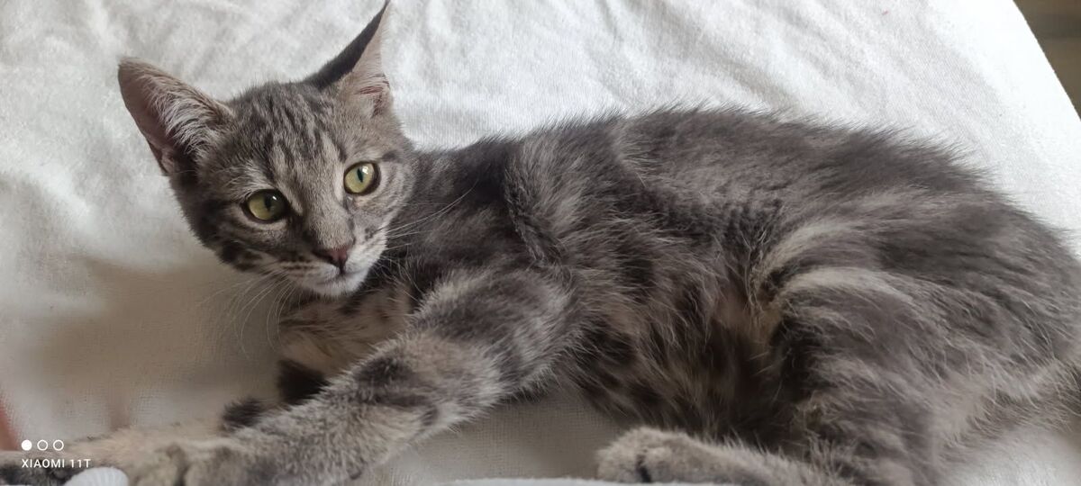 Adoption Béki
